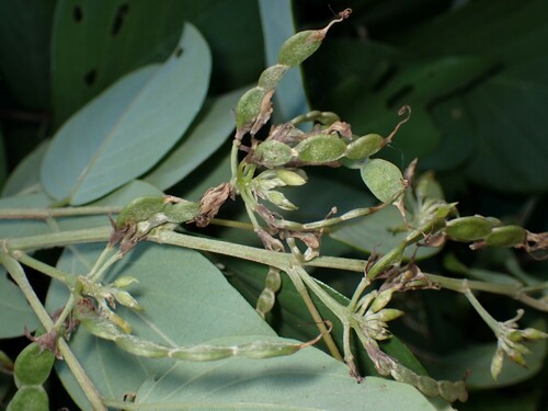 Image of Dendrolobium umbellatum by (c) Dominik Maximilián Ramík, some rights reserved (CC BY)