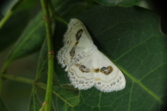 Problepsis vulgaris