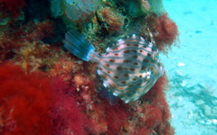 Eubalichthys mosaicus