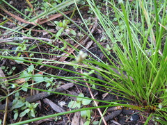 Isolepis inundata