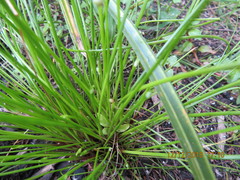 Isolepis inundata