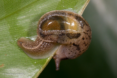 Ostracolethinae