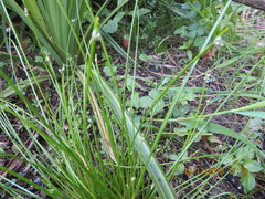 Isolepis inundata