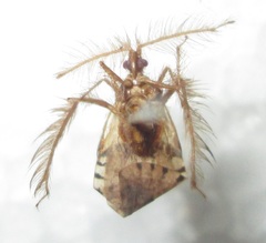 Holoptilus