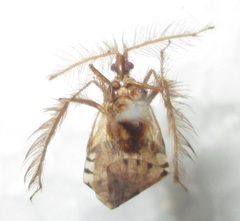 Holoptilus