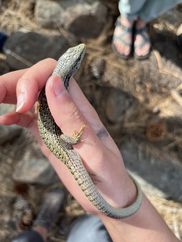 iNaturalist observation photo of Sierra Alligator Lizard