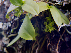 Drymoanthus flavus