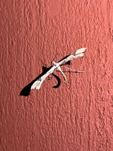iNaturalist observation photo of Artichoke Plume Moth