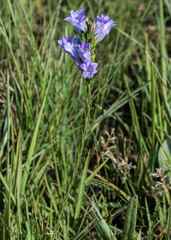 Wahlenbergia fasciculata