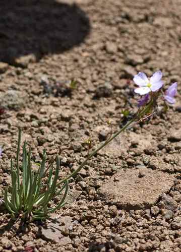 Heliophila carnosa image