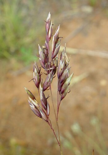 Eriachne ovata