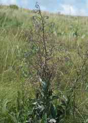 Afrotysonia glochidiata