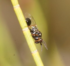 Eucharitidae