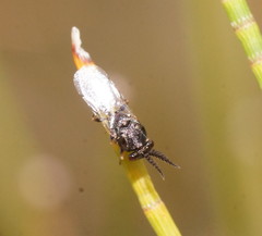 Eucharitidae
