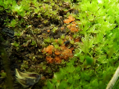 Byssonectria fusispora