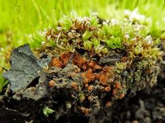 Byssonectria fusispora