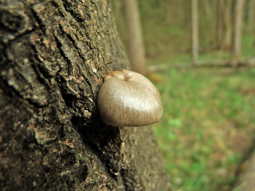Pleurotus calyptratus image