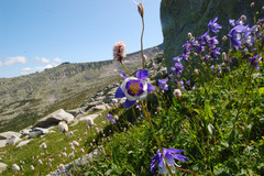 Aquilegia jucunda