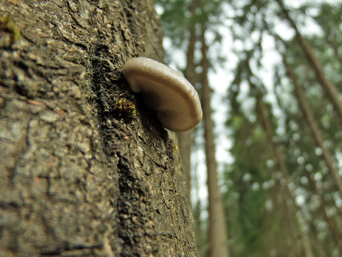 Pleurotus calyptratus image