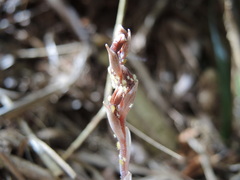 Danhatchia australis