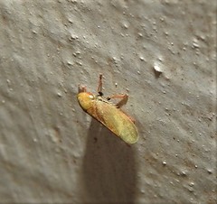 Tartessini