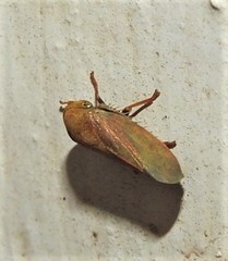 Tartessini