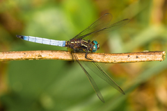Orthetrum azureum
