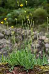 Senecio othonniflorus