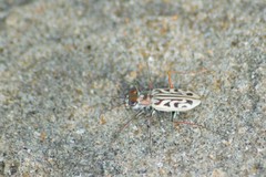 Habrodera nitidula
