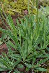Senecio othonniflorus