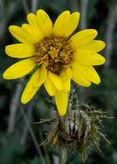 Berkheya rosulata