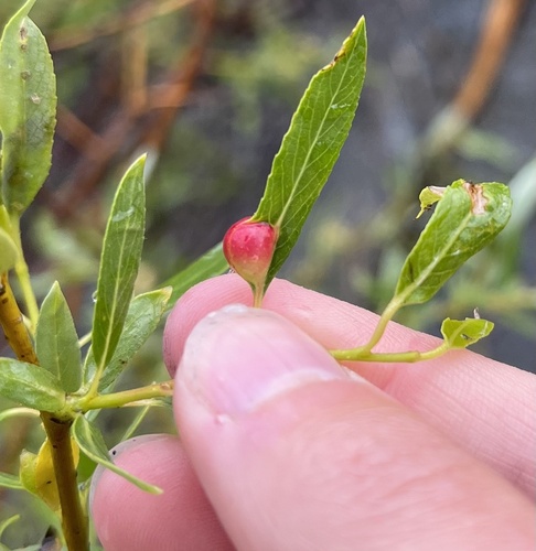 iNaturalist observation photo of Willow Apple Gall Sawfly