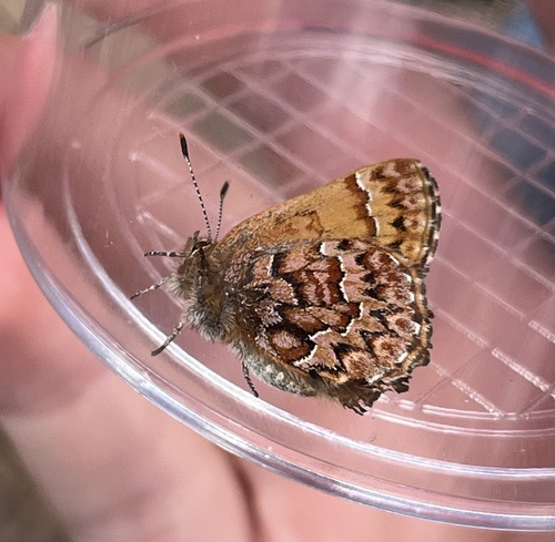 iNaturalist observation photo of Western Pine Elfin