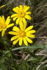 Senecio heliopsis