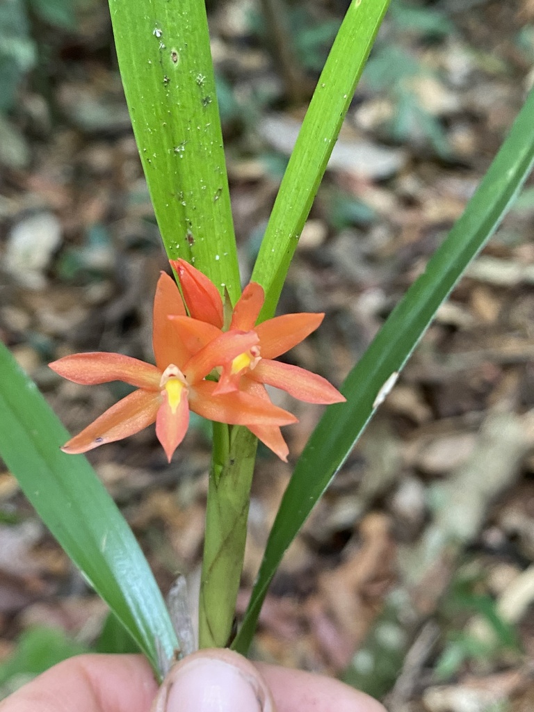 Scaphyglottis imbricata