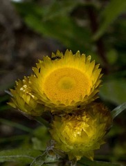 Helichrysum cooperi