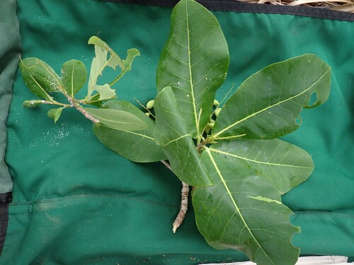 Terminalia samoensis observed 2023-05-18