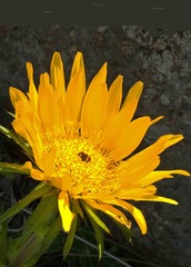 Berkheya macrocephala