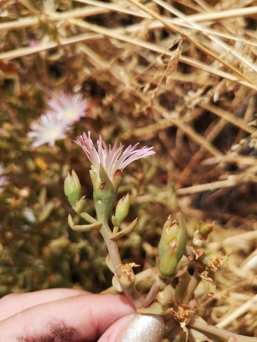 Mesembryanthemum depressum Haw. 6