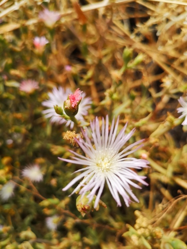 Mesembryanthemum depressum Haw. 7