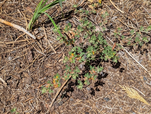 Image of Acmispon decumbens by (c) Megan Hungerford, some rights reserved (CC BY)