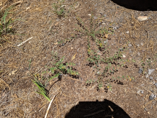 Image of Acmispon decumbens by (c) Megan Hungerford, some rights reserved (CC BY)