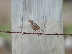 Mirafra javanica