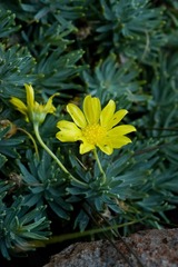 Euryops acraeus