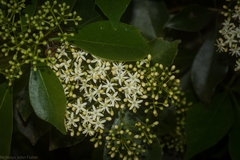 Auranticarpa rhombifolia