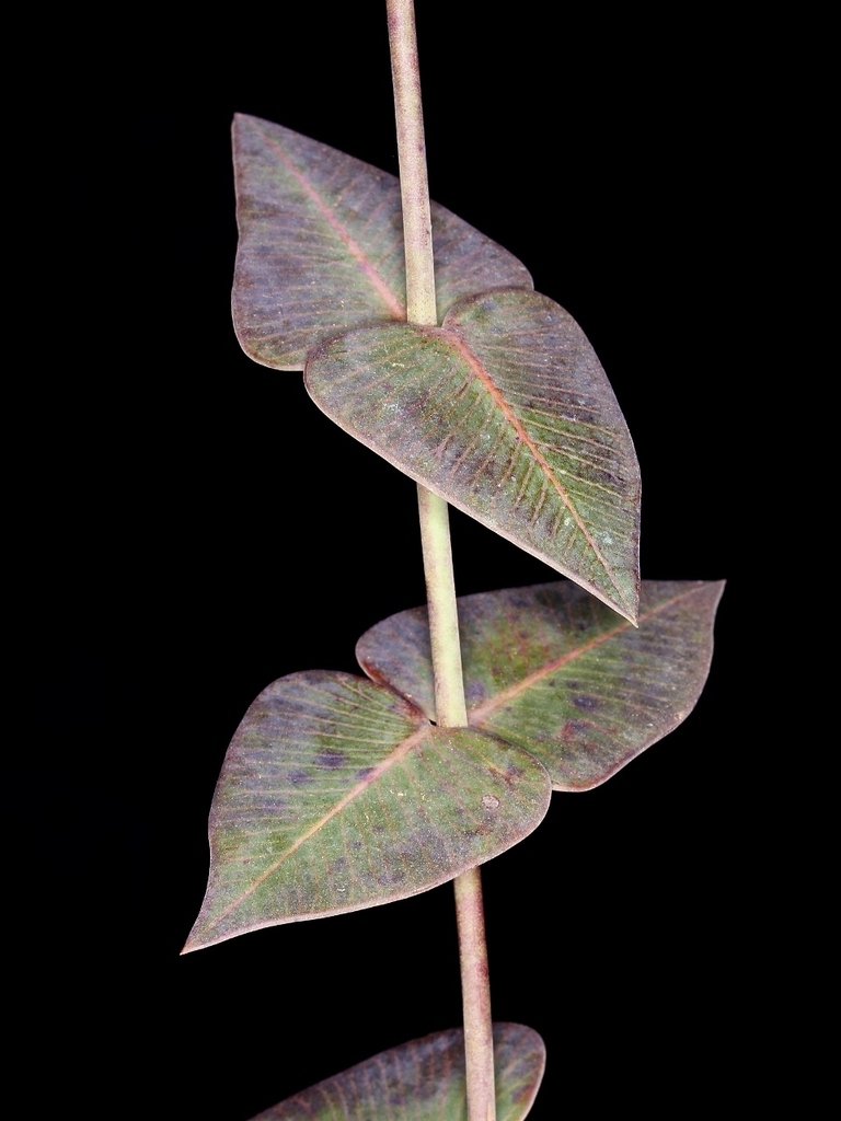 Barjonia erecta