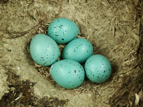 Strazdas giesmininkas nuotrauka