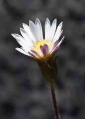 Fluminaria pinifolia