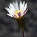 Mapdaisies - Photo (c) Ansell Matcher, some rights reserved (CC BY-NC), uploaded by Ansell Matcher