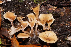 Singerocybe clitocyboides